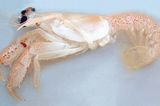 Fotoshow: Kreaturen der Tiefsee