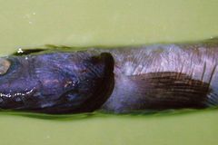 Fotoshow: Kreaturen der Tiefsee - Bild 3