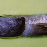 Fotoshow: Kreaturen der Tiefsee - Bild 3