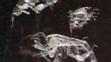 Fotoshow: Kreaturen der Tiefsee - Bild 7