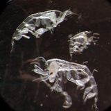 Fotoshow: Kreaturen der Tiefsee - Bild 7