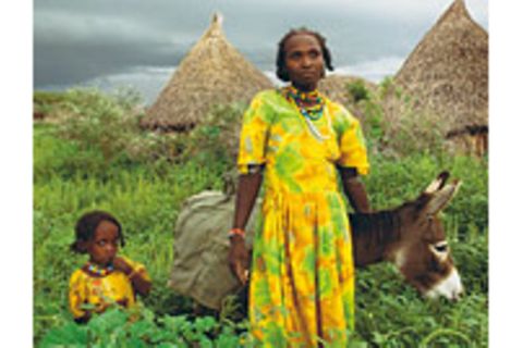 Eritrea: Esel für die Ärmsten