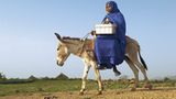 Eritrea: Esel für die Ärmsten - Bild 2