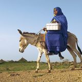 Eritrea: Esel für die Ärmsten - Bild 2