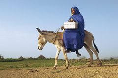 Eritrea: Esel für die Ärmsten - Bild 2
