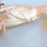 Fotoshow: Kreaturen der Tiefsee