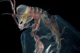 Fotoshow: Kreaturen der Tiefsee - Bild 2