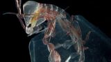 Fotoshow: Kreaturen der Tiefsee - Bild 2