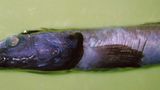 Fotoshow: Kreaturen der Tiefsee - Bild 3
