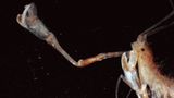 Fotoshow: Kreaturen der Tiefsee - Bild 5
