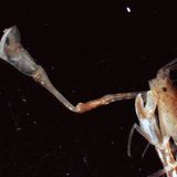 Fotoshow: Kreaturen der Tiefsee - Bild 5