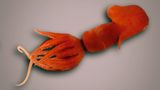 Fotoshow: Kreaturen der Tiefsee - Bild 6