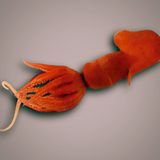 Fotoshow: Kreaturen der Tiefsee - Bild 6