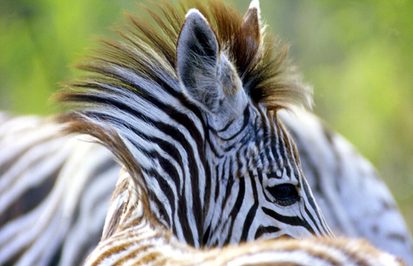 Das User-Bild des Tages - Januar 2007 - Bild 2