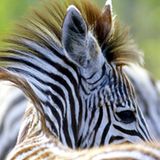 Das User-Bild des Tages - Januar 2007 - Bild 2