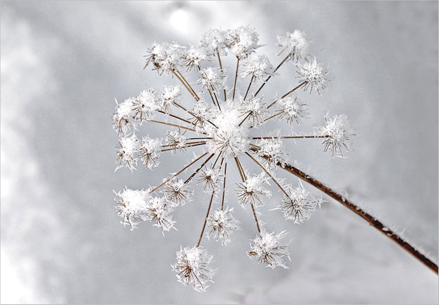 Das User-Bild des Tages - Januar 2007 - Bild 3