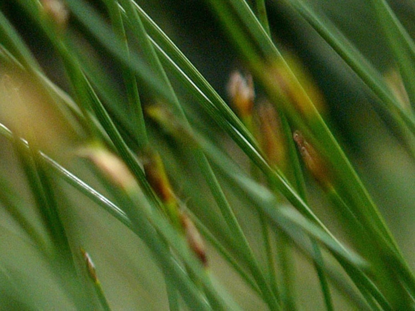 Das User-Bild des Tages - Januar 2007 - Bild 5