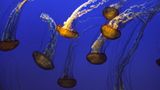 Das User-Bild des Tages - Januar 2007 - Bild 6