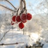 Das User-Bild des Tages - Januar 2007 - Bild 9