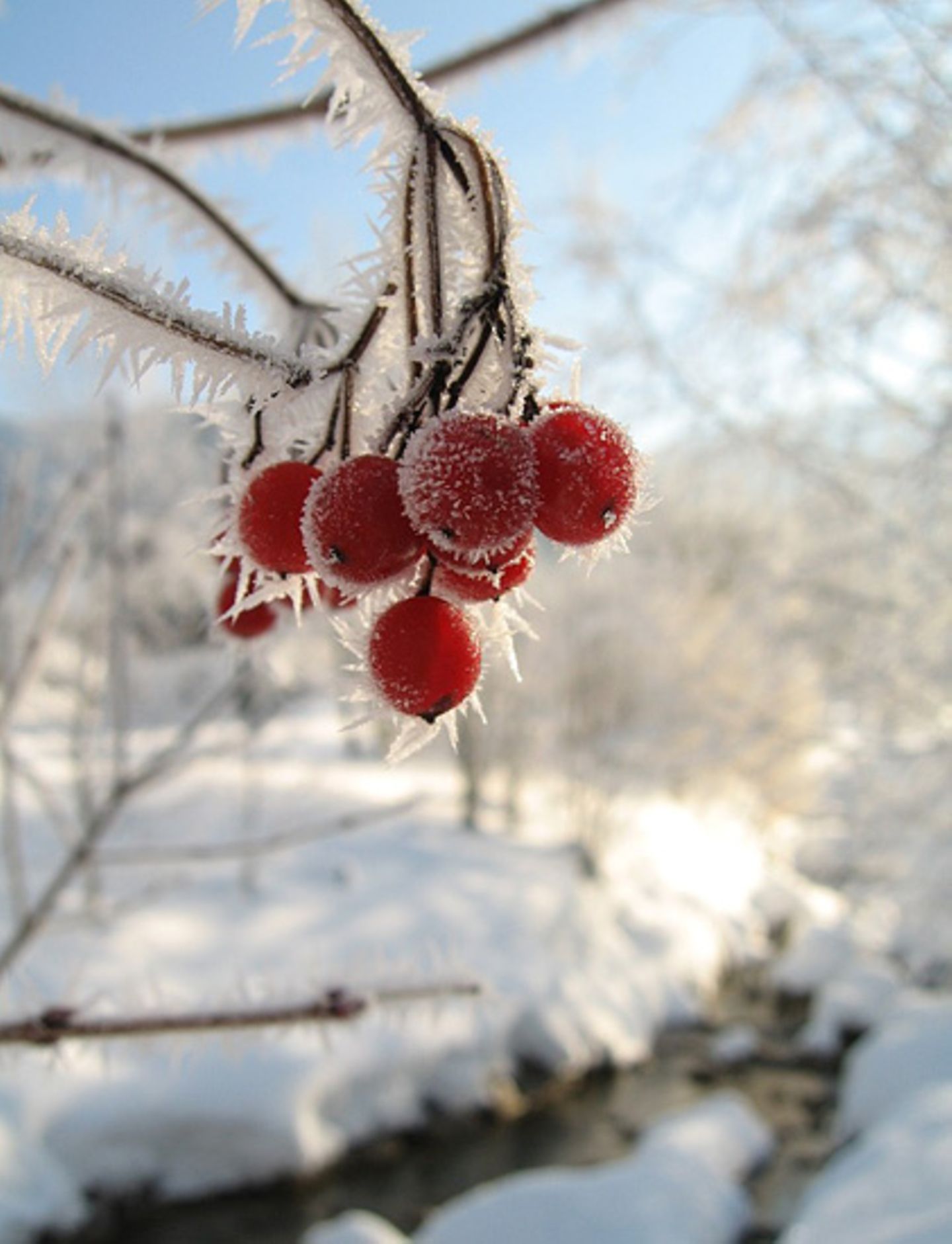Das User-Bild des Tages - Januar 2007 - Bild 9