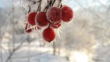 Das User-Bild des Tages - Januar 2007 - Bild 9