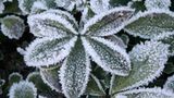 Das User-Bild des Tages - Januar 2007 - Bild 11