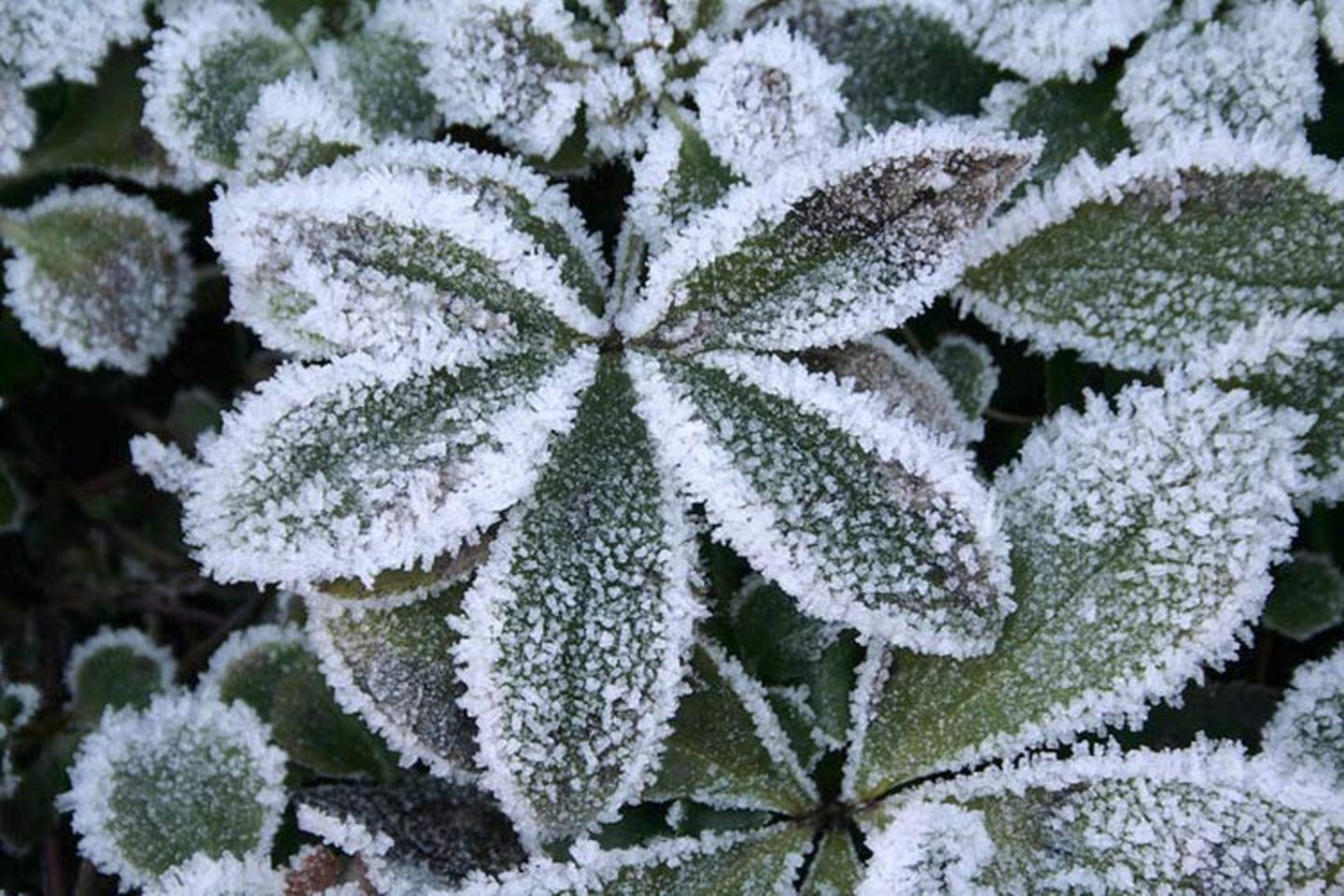 Das User-Bild des Tages - Januar 2007 - Bild 11