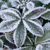 Das User-Bild des Tages - Januar 2007 - Bild 11