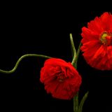 Das User-Bild des Tages - Januar 2007 - Bild 14