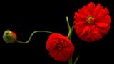 Das User-Bild des Tages - Januar 2007 - Bild 14