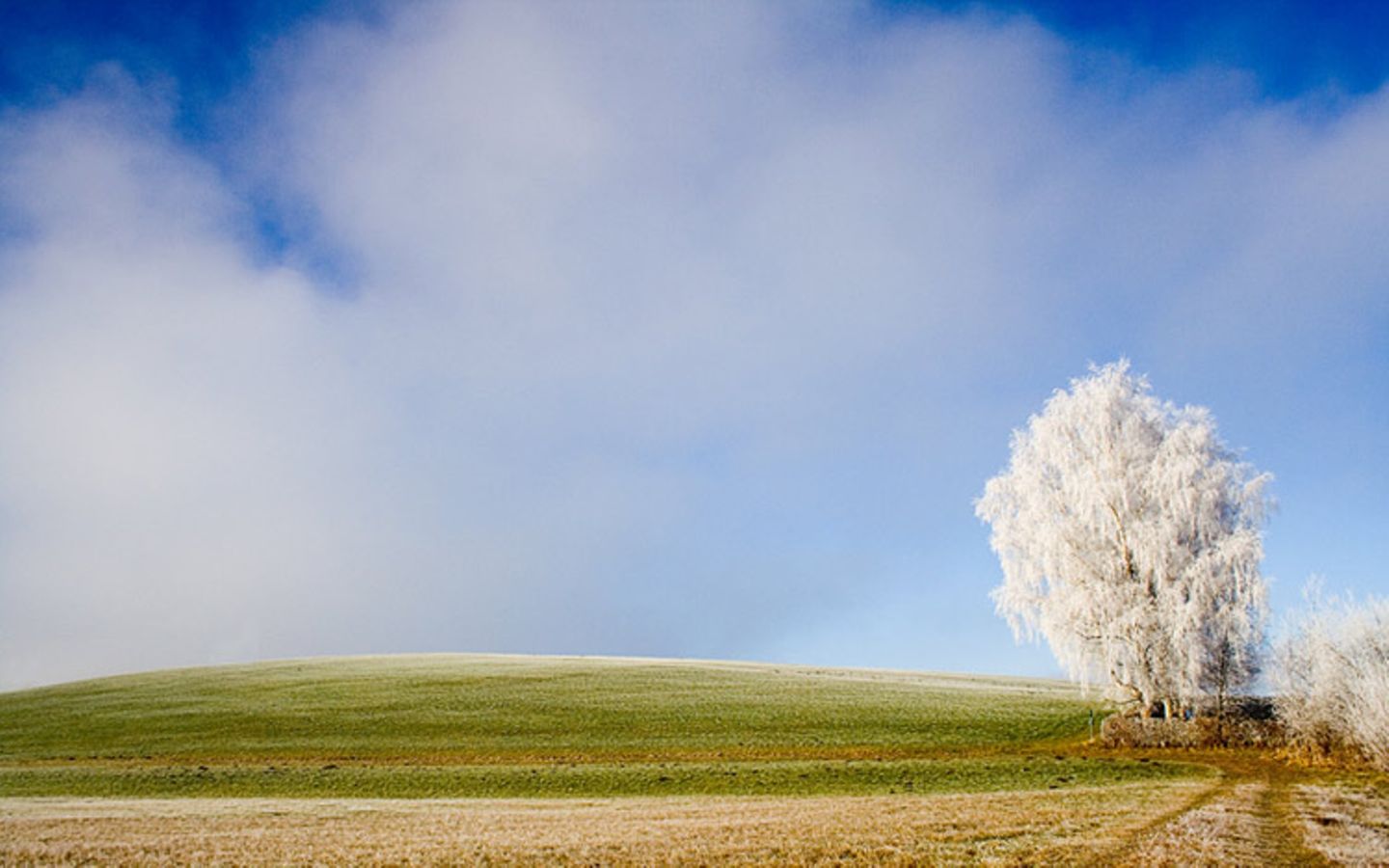 Das User-Bild des Tages - Januar 2007 - Bild 20