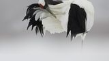 Fotogalerie zum Cover-Wettbewerb: Japan - Bild 8