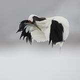 Fotogalerie zum Cover-Wettbewerb: Japan - Bild 8