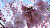 Fotogalerie zum Cover-Wettbewerb: Japan - Bild 15