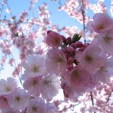 Fotogalerie zum Cover-Wettbewerb: Japan - Bild 15