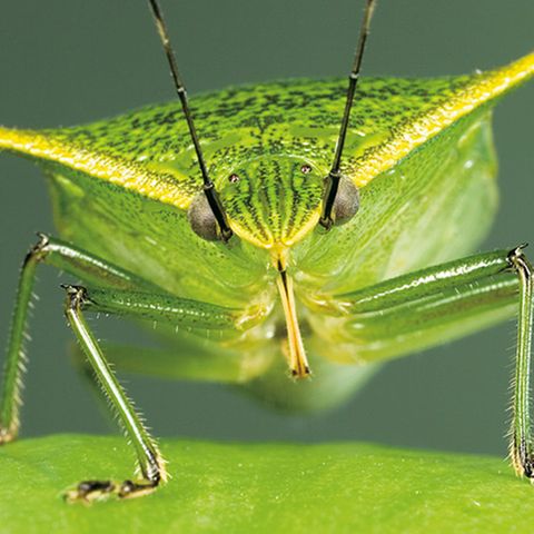 Fotogalerie: Von der Schönheit der Wanzen