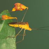 Fotogalerie: Von der Schönheit der Wanzen - Bild 2