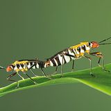 Fotogalerie: Von der Schönheit der Wanzen - Bild 4