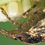 Fotogalerie: Von der Schönheit der Wanzen - Bild 5