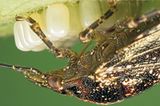 Fotogalerie: Von der Schönheit der Wanzen - Bild 5
