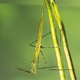 Fotogalerie: Von der Schönheit der Wanzen - Bild 10