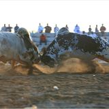 Fotogalerie: Oman - Bild 6