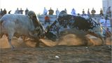 Fotogalerie: Oman - Bild 6