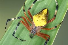 Spinnen: Faszinierende Krabbelviecher