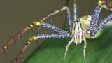 Spinnen: Faszinierende Krabbelviecher - Bild 2