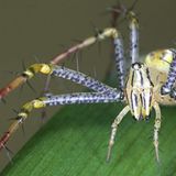 Spinnen: Faszinierende Krabbelviecher - Bild 2