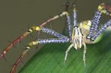 Spinnen: Faszinierende Krabbelviecher - Bild 2
