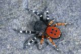 Spinnen: Faszinierende Krabbelviecher - Bild 3