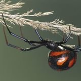 Spinnen: Faszinierende Krabbelviecher - Bild 4