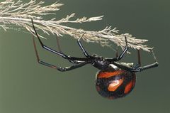 Spinnen: Faszinierende Krabbelviecher - Bild 4